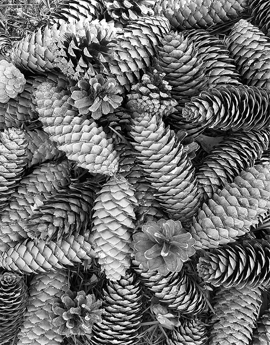 cone texture