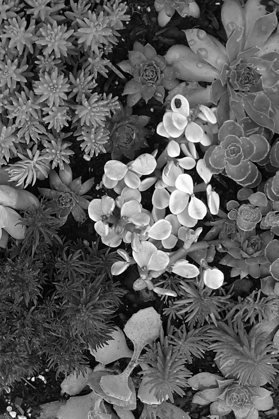 succulent texture