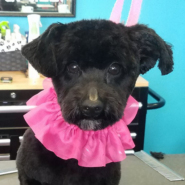 Black with pink collar