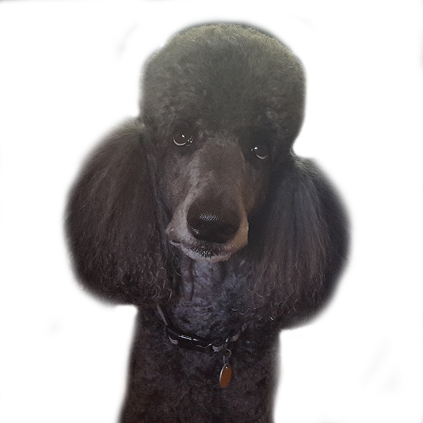 Auggie