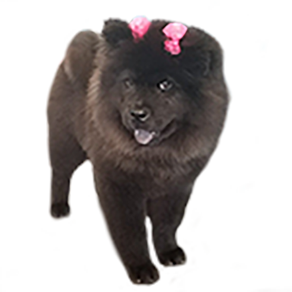 Chow Puppy