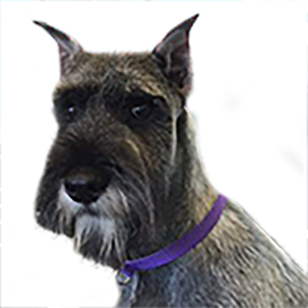 Monte