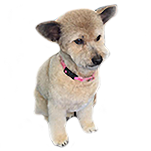 Roxie