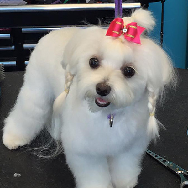 Twinkle Belle