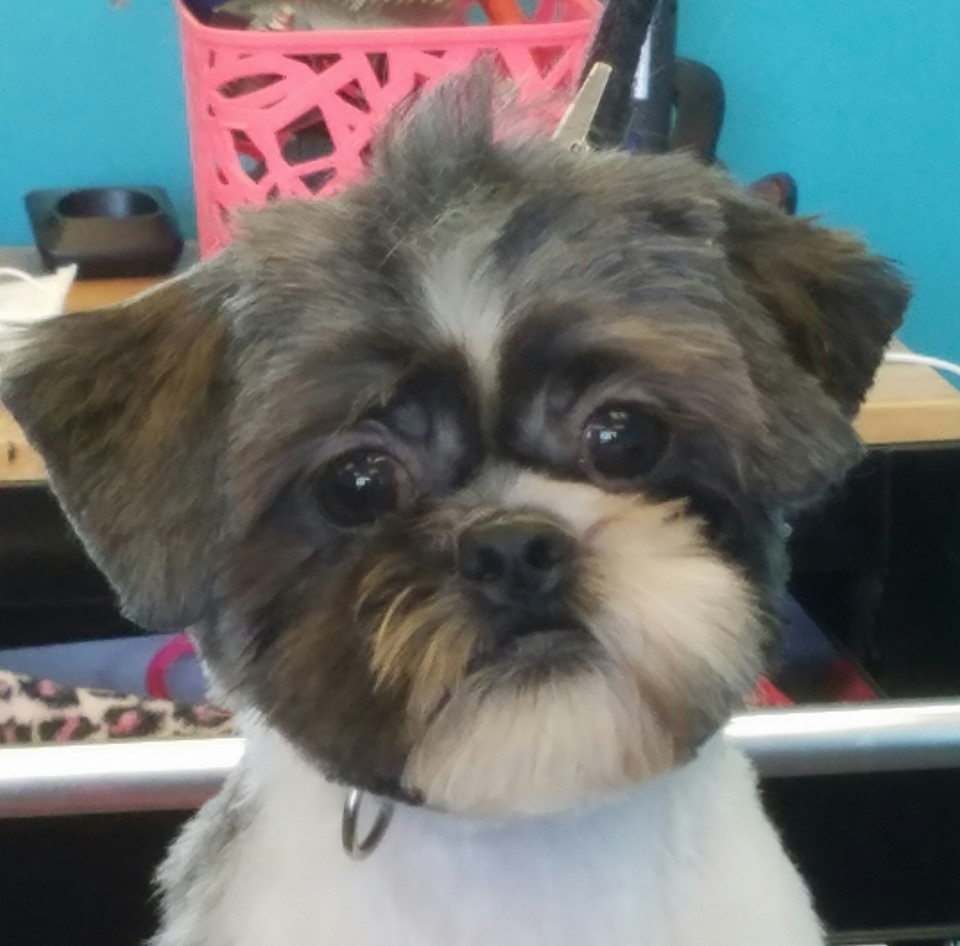 Zorro